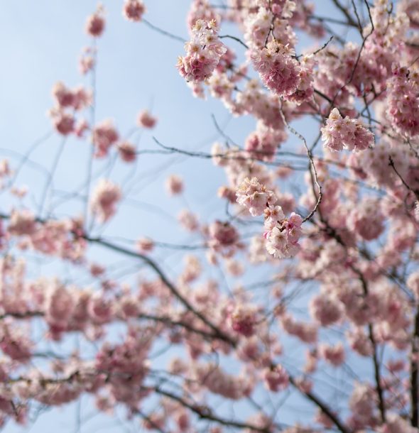 nature, tree, landscape, wood, heaven, light, spring, cherry tree, landscape, landscape, landscape, landscape, wood, heaven, heaven, heaven, heaven, heaven, light, light, spring, spring